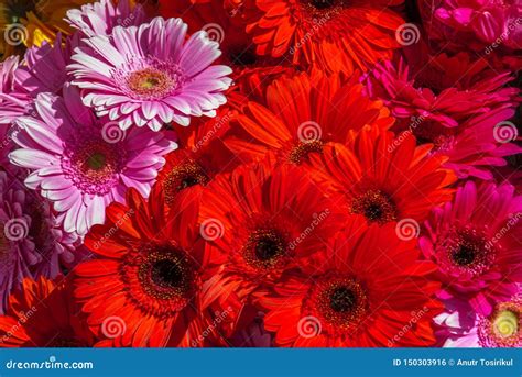 Close-up Red and Pink Marigolds on the Market Stock Photo - Image of bloom, floral: 150303916