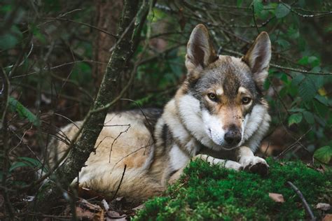 Do Wolf-Dog Hybrids Make Good Pets? | PetHelpful