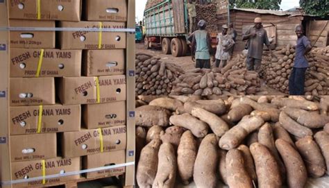 News: Ghana records $48 million from yam export in 2021, now world’s largest exporter of yam ...