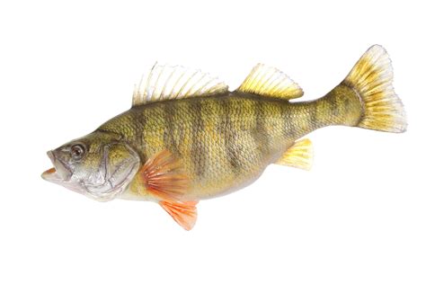 Yellow Perch Pictures - AZ Animals