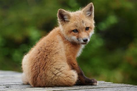 Baby red fox Photograph by Curtis Patterson - Pixels