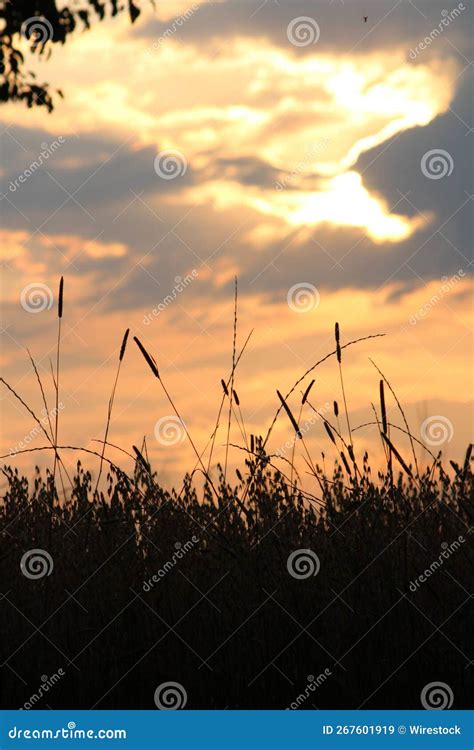 Silhouette of the Grass Against a Clouded Sky at Sunset Stock Image - Image of beautiful ...