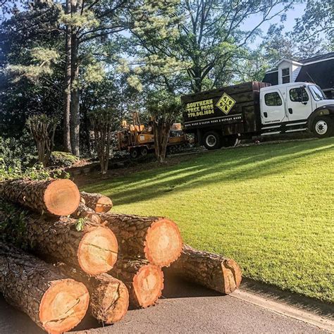 Tree Root Removal: A How-To Guide | Southern Tree Pros