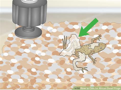 3 Ways to Care for African Dwarf Frogs - wikiHow