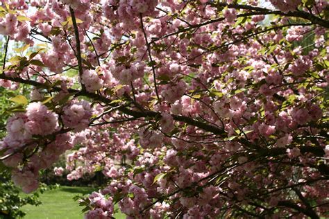 Flowering Spring Tree | Trees| Free Nature Pictures by ForestWander Nature Photography