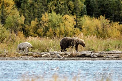 Albino Bear Cub Photograph by Mountain Mindful Photography - Pixels