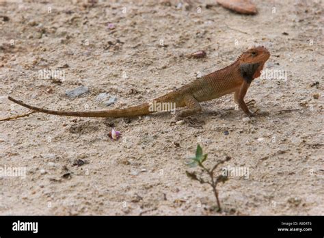 Oriental garden lizard in breeding colors. Langkawi island Malaysia Stock Photo - Alamy