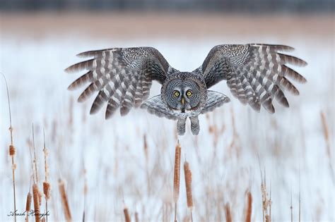 Great Grey Owl Flying