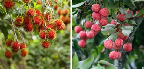 Rambutan vs lychee: how similar or different are they? - Localise Asia