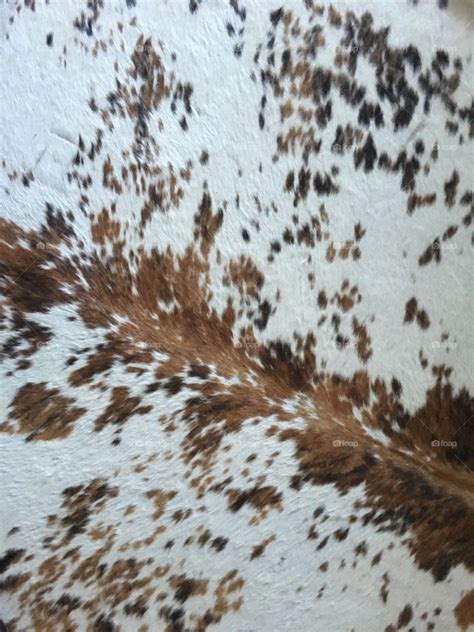 Cowhide Wallpaper Iphone - Cowhide Background Pattern. Photograph By W Scott Mcgill | goawall