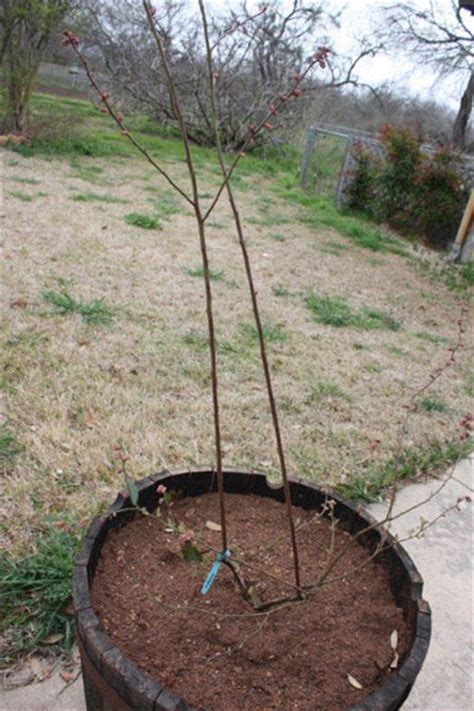 PLANTanswers: Plant Answers > Blueberry Plant Pruning at time of planting.