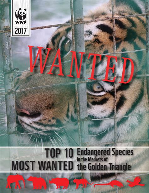 Top 10 'Most Wanted' Endangered Species in the Markets of the Golden ...