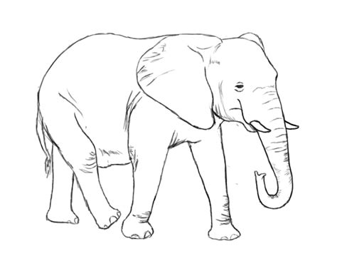 elephant drawings | Drawing Pics