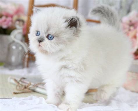 28+ Persian Himalayan Cat White - Furry Kittens