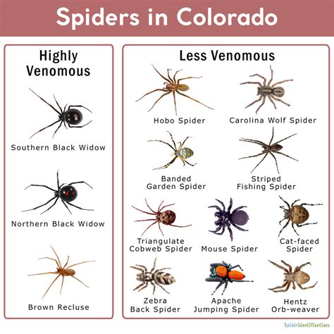 Wolf Spider Identification Chart