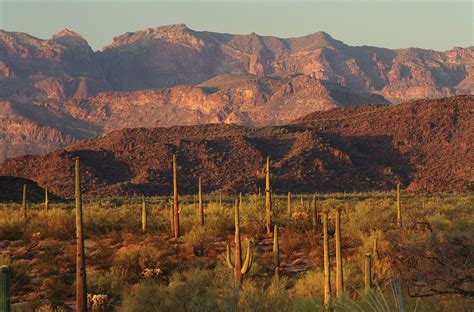 Organ Pipe Cactus National Monument |Map, Desert, & Facts | Britannica