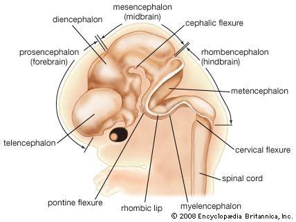 Forebrain | Definition, Function, Structures, Diagram, & Facts | Britannica