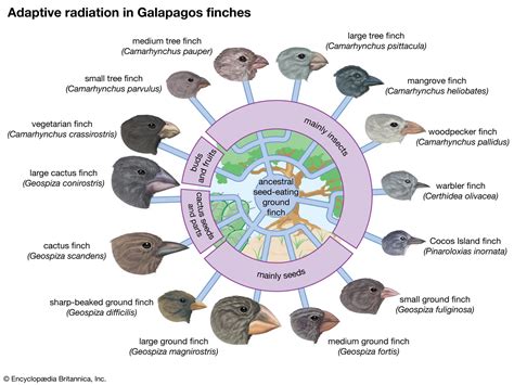 Species | Definition, Types, & Examples | Britannica