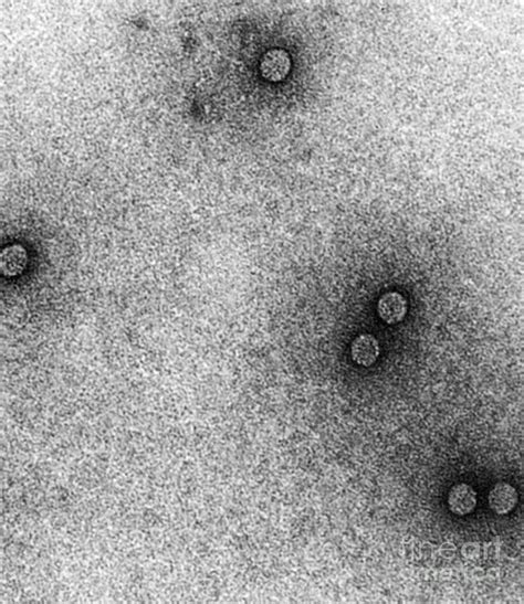 Tem Of Rhinoviruses Photograph by Science Source - Pixels