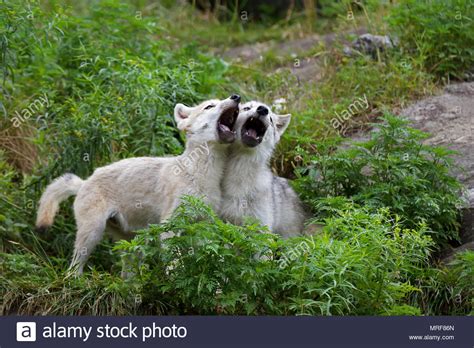 Wolf Pup Howling Stock Photos & Wolf Pup Howling Stock Images - Alamy