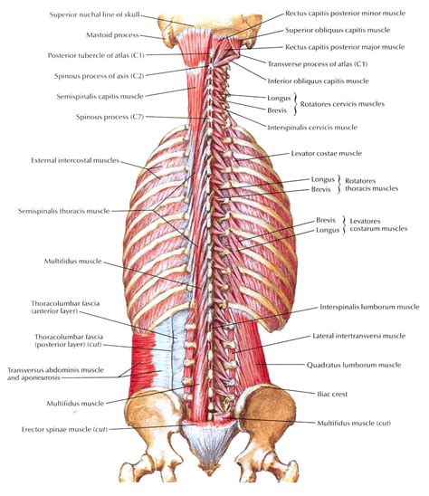 low back muscles anatomy