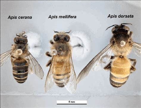 World's 8 honey bee species, beyond Apis mellifera | Bees4life