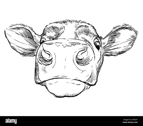 Dairy Cow Face Drawing