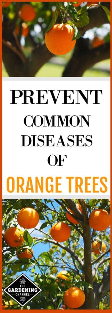 Common Diseases of Orange Trees - Gardening Channel