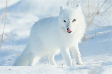 what do arctic foxes like to do Fox arctic baby fluffy fur pup has foxes cute animals animal ...