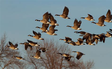 Canada Goose Migration Photograph by Mircea Costina Photography - Fine Art America