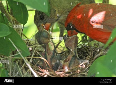 Cardinal nest hi-res stock photography and images - Alamy