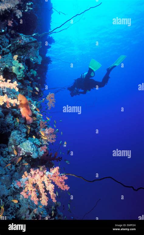 Maldives, underwater diving amongst colourful coral reef Stock Photo - Alamy