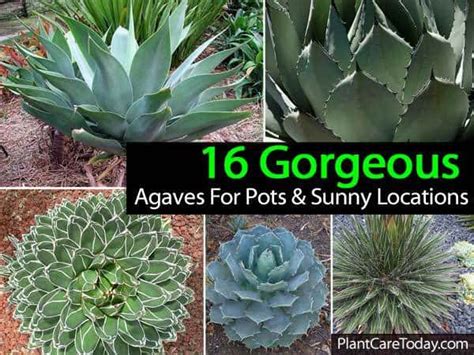 Growing Agave Plants: How To Care For and Use Them Indoors and Outdoors