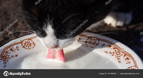 Cats drinking milk from bowl Stock Photo by ©scherbinator 131442062