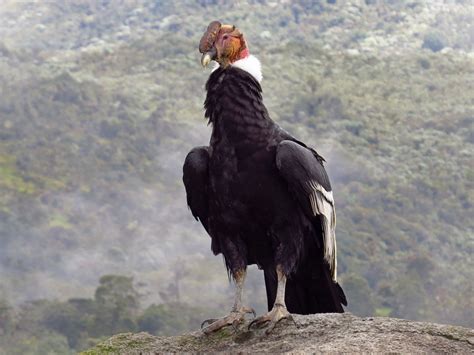 Andean Condor Wallpapers - Wallpaper Cave