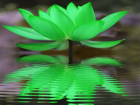 Green Lotus Reflection | Photo wall collage, Flowers, Nature inspiration