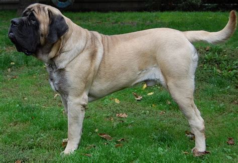 English Mastiff - Wikipedia