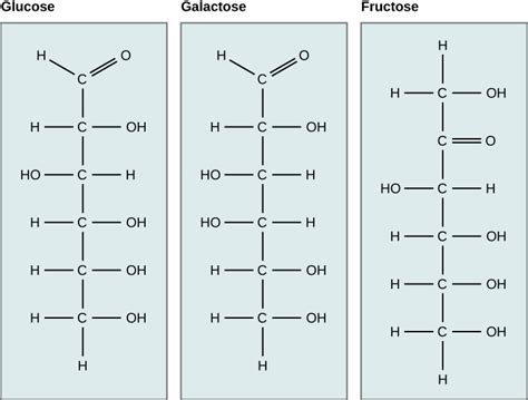 Fructose Chain Structure