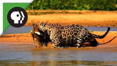 Jaguar Hunting Crocodile