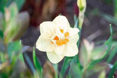 White Narcissus Narcissus Poeticus Stock Image - Image of natural ...