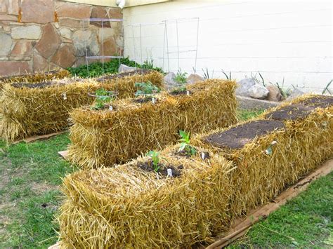 Growing The Seeds Of Love: A Guide To Straw Bale Gardening