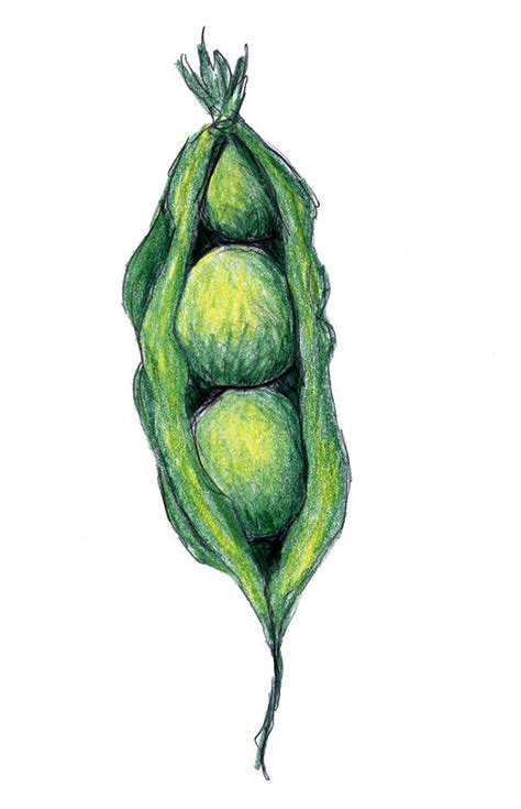 Pea Pod Drawing at PaintingValley.com | Explore collection of Pea Pod Drawing