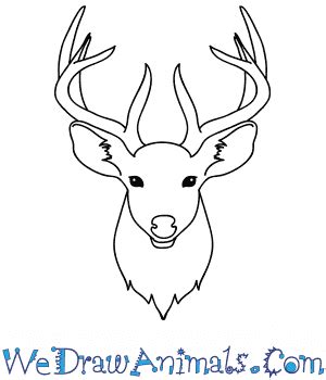 How to Draw a Deer Face