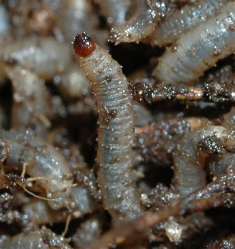 March fly larvae | PACE Turf Photo Gallery