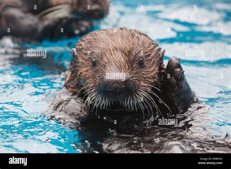 Sea Otter, Alaska SeaLife Center, Seward, Alaska Stock Photo - Alamy