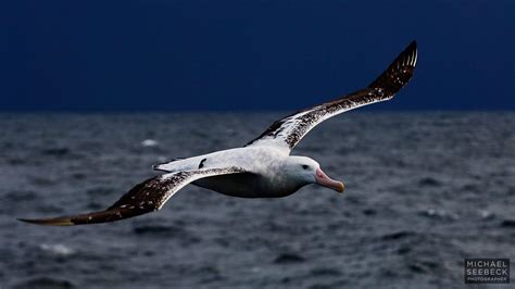 Wandering Albatross Facts | Bird with the Largest Wingspan