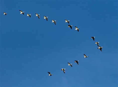 Migration - Bird Species, Patterns, & Adaptations | Britannica