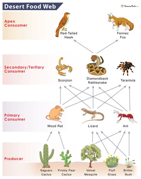 Desert Food Chain: Example and Diagram