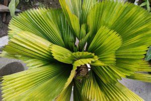 Licuala palm: cultivation, care & propagation - Plantura