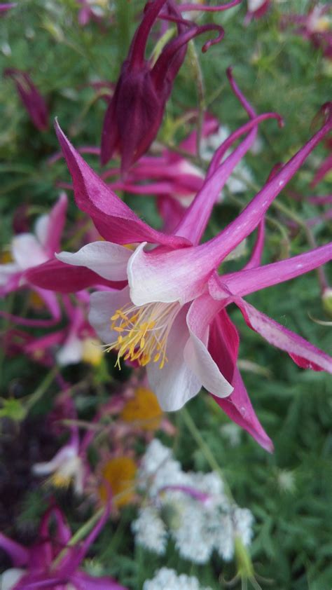 Pink Columbine Flower Seeds Rare Columbine Seeds Native | Etsy